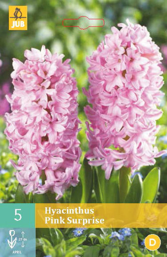 Karta - Hyacint Single - Pink Surprise (5 cibulí) "C"