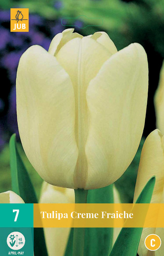 Karta - Tulipán - Creme Fraiche (7 cibulí) "C"