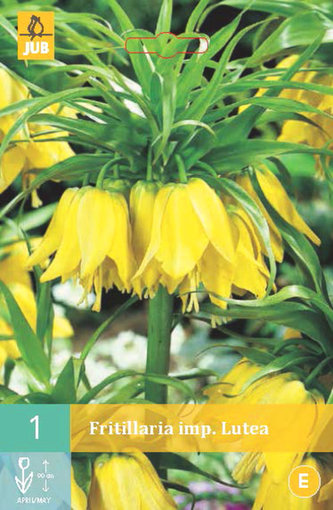 Karta - Řepčík - Fritillaria Imp. Lutea (1 cibule) "C"