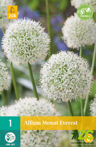 Karta - Česnek - Allium Mount Everest (1 cibule) "C"