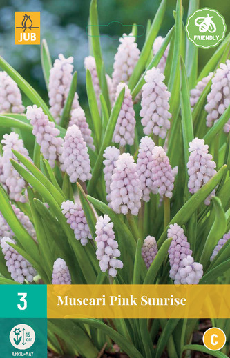 Karta - Modřenec - Muscari Pink Sunrise (3 cibulí) "C"