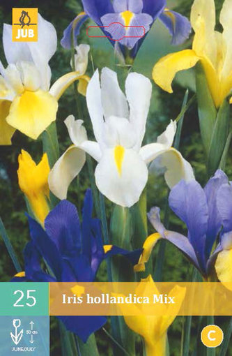 Karta - Kosatec - Iris Hollandica Mix (25 cibulí) "B"
