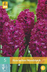 Karta - Hyacint Single - Woodstock (5 cibulí) "C"