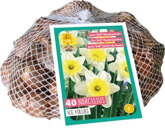 Síťka - XXL - Narcis Ice Follies (30 cibulí)