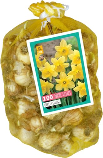 Síťka - XXL - Narcis Yellow (70 cibulí)