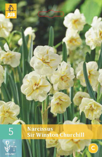 Karta - Narcis - Sir Winston Churchill (5 cibulí) "B"