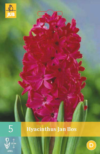 Karta - Hyacint Single - Jan Bos (5 cibulí) "C"