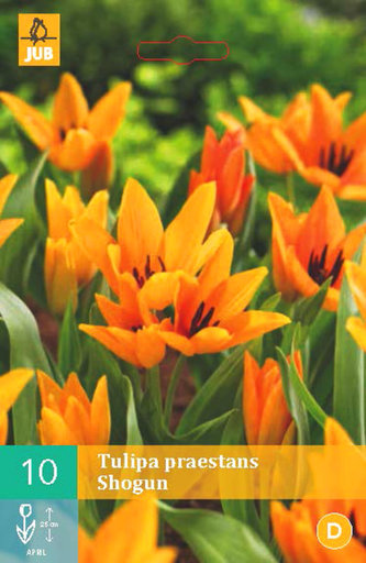 Karta - Tulipán - Praestans Shogun (10 cibulí) "B"