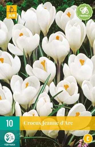 Karta - Krokus - Jeanne Darc (10 cibulí) "C"