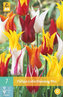 Karta - Tulipán - Lily Flowering Mix (7 cibulí) "B"