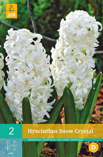 Karta - Hyacint Double - Snow Crystal (2 cibule) "B"