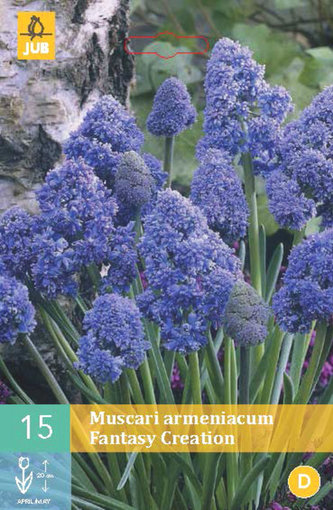 Karta - Modřenec - Muscari Fantasy Creation (15 cibulí) "B"