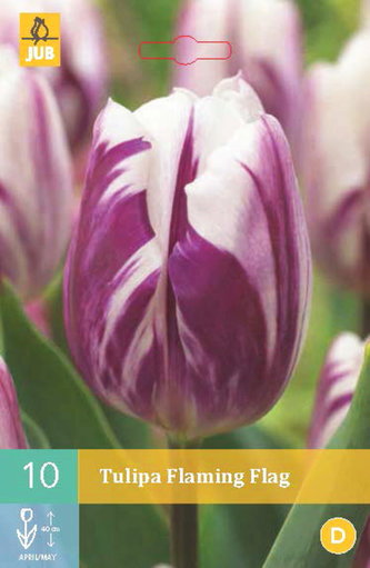 Karta - Tulipán - Flaming Flag (10 cibulí) "C" Karta - Tulipán - Flaming Flag (10 cibulí) "C"