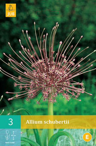 Karta - Česnek - Allium Schubertii (3 cibule) "C"