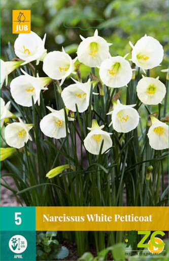 Karta - Narcis - White PettIcoat (5 cibulí) "B"