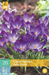 Karta - Krokus - Ruby Giant (20 cibulí) "B"