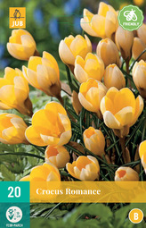 Karta - Krokus - Romance (20 cibulí) "B"