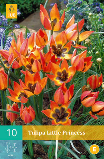 Karta - Tulipán - Little Princess (10 cibulí) "C"