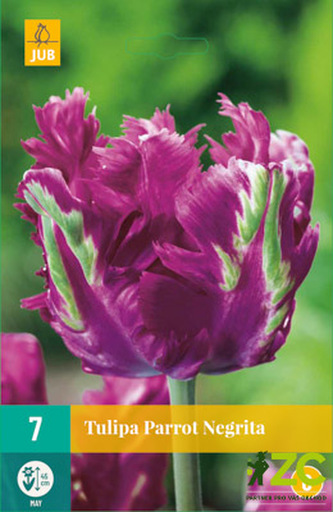 Karta - Tulipán - Parrot Negrita (5 cibulí) "C"