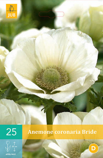 Karta - Sasanka - Anemone Coronaria Bride (15 cibulí) "C"