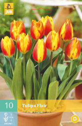 Karta - Tulipán - Flair (10 cibulí) "C"