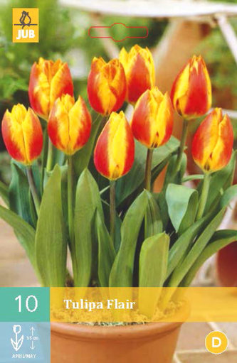 Karta - Tulipán - Flair (10 cibulí) "C"