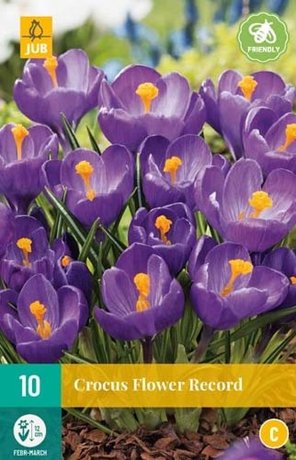 Karta - Krokus - Flower Record (10 cibulí) "C"