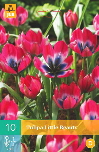 Karta - Tulipán - Little Beauty (10 cibulí) "B"