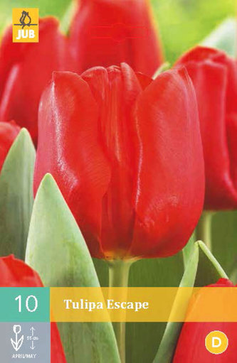 Karta - Tulipán - Escape (10 cibulí) "C"