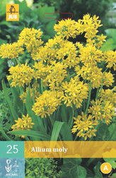 Karta - Česnek - Allium Moly (25 cibulí) "A"