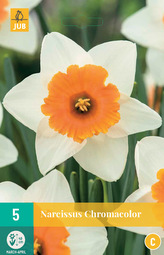 Karta - Narcis - Chromacolor (5 cibulí) "C"