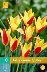 Karta - Tulipán - Clusiana Cynthia (10 cibulí) "B"