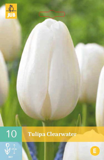 Karta - Tulipán - Clearwater (10 cibulí) "C"