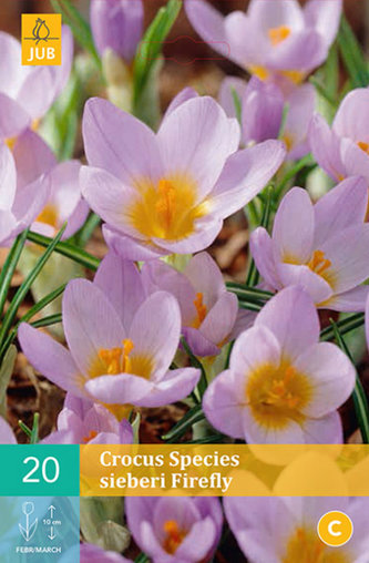 Karta - Krokus - Sieberi Firefly  (20 cibulí) "B"