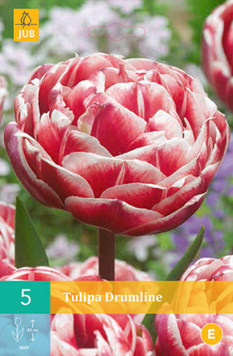 Karta - Tulipán - Drumline (5 cibulí) "C"