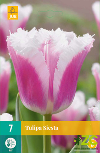 Karta - Tulipán - Siesta (7 cibulí) "B"
