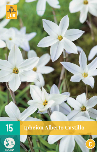 Karta - Ifejon - Uniflorum Alberto Castillo (15 cibulí) "C"