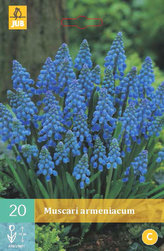 Karta - Modřenec - Muscari Armeniacum (20 cibulí) "B"