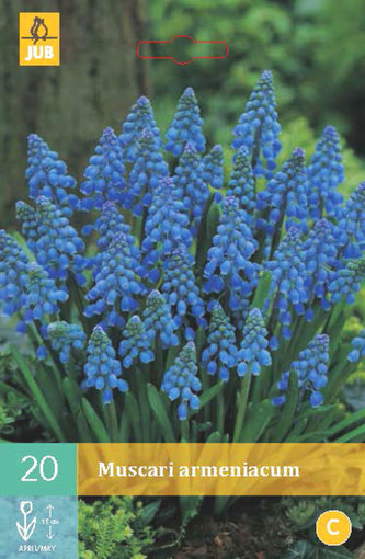 Karta - Modřenec - Muscari Armeniacum (20 cibulí) "B"