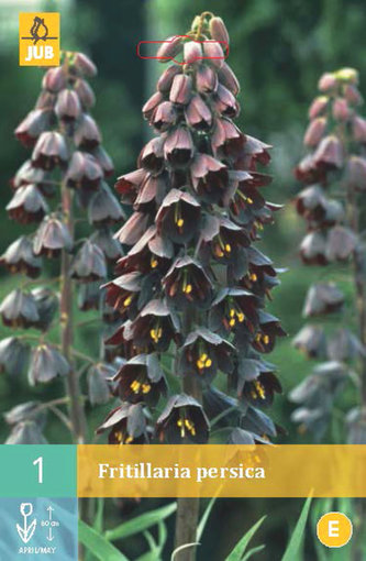 Karta - Řepčík - Fritillaria Persica (1 cibule) "C"