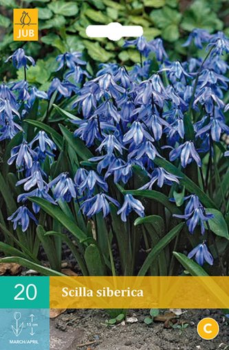 Karta - Ladoňka - Scilla Siberica (20 cibulí) "C"