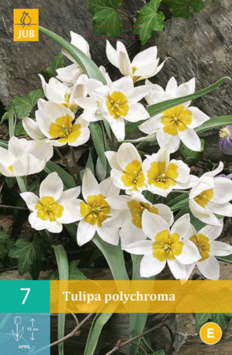 Karta - Tulipán - Polychroma (7 cibulí) "C"