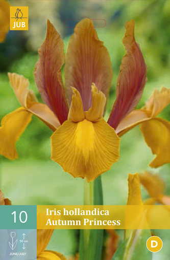 Karta - Kosatec - Iris Hollandica Autumn Princes (10 cibulí) "B" Karta - Kosatec - Iris Hollandica Autumn Princes (10 cibulí) "B"