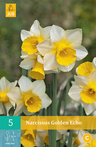 Karta - Narcis - Golden Echo (5 cibulí) "B"