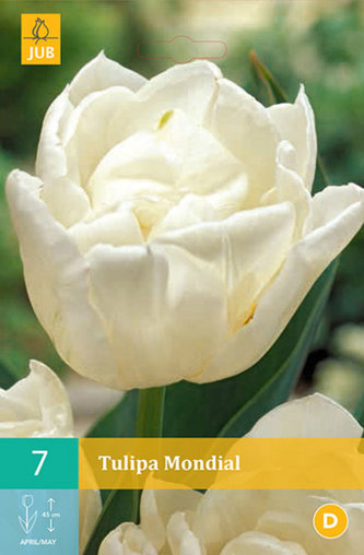Karta - Tulipán - Mondial (7 cibulí) "C"