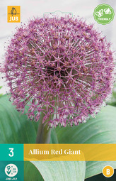 Karta - Česnek - Allium Red Giant (3 cibulí) "B"