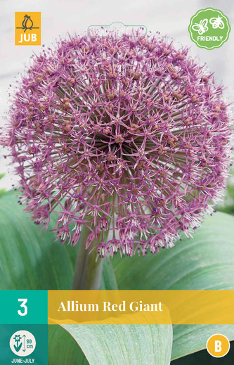 Karta - Česnek - Allium Red Giant (3 cibulí) "B"