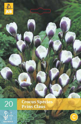Karta - Krokus - Prins Claus (15 cibulí) "C"