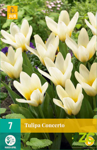 Karta - Tulipán - Concerto (7 cibulí) "B"