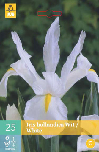 Karta - Kosatec - Iris Hollandica White (25 cibulí) "B"